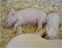 「養豚」の求人情報
