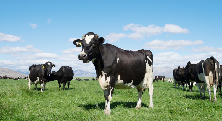 オンライン開催の雰囲気