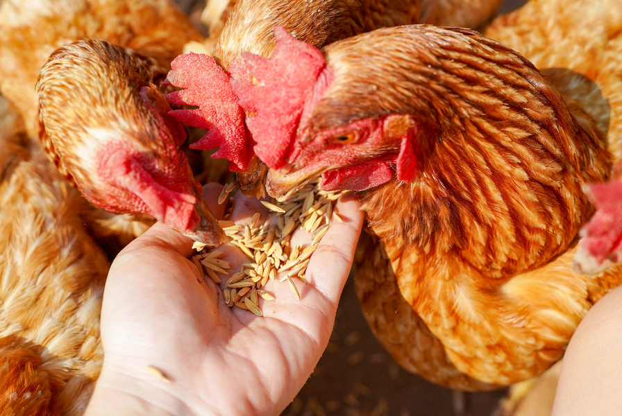 園芸作業の女性