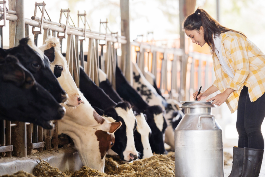 酪農作業の男性