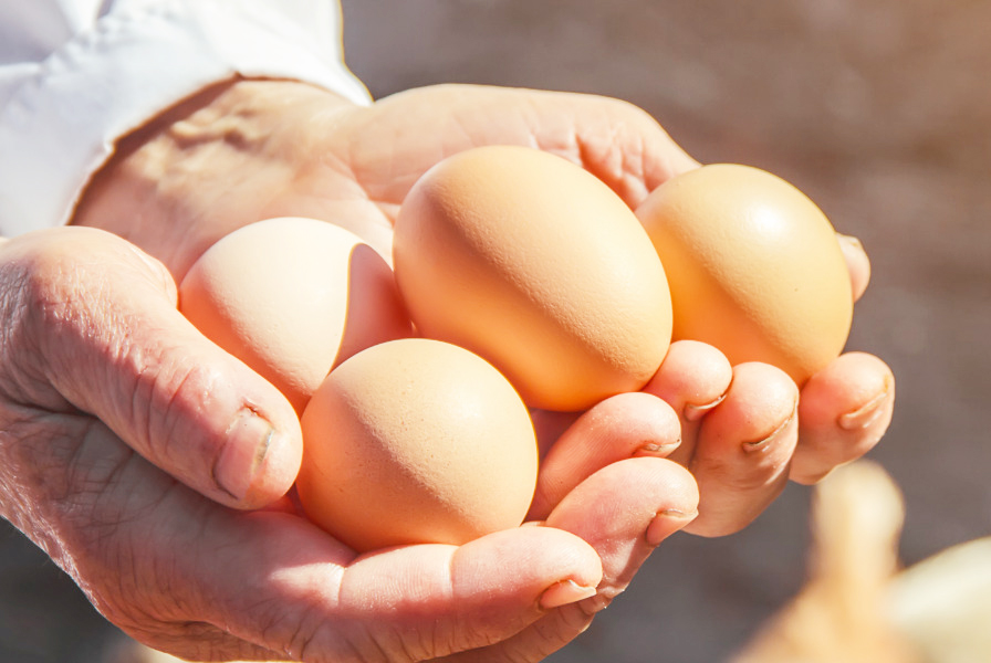 養鶏作業の女性