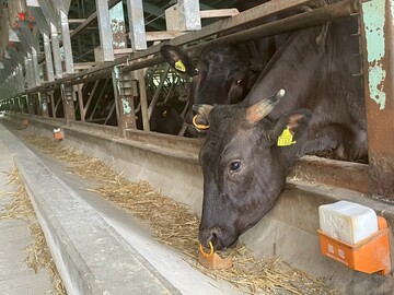ハイランドファーム荘川の飛騨牛牧場
