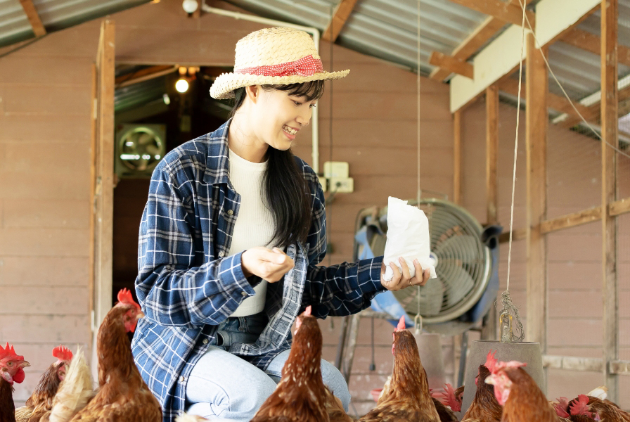 養鶏作業の女性
